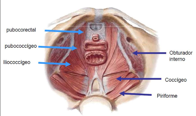 Ilustración suelo pélvico